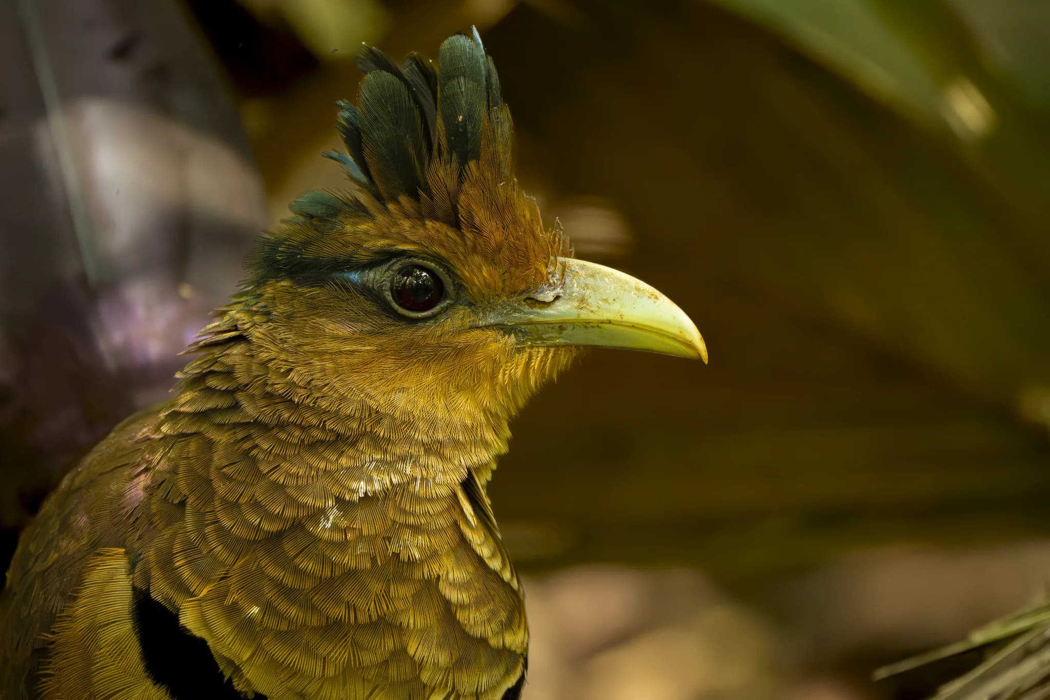 Birdwatching in Costa Rica