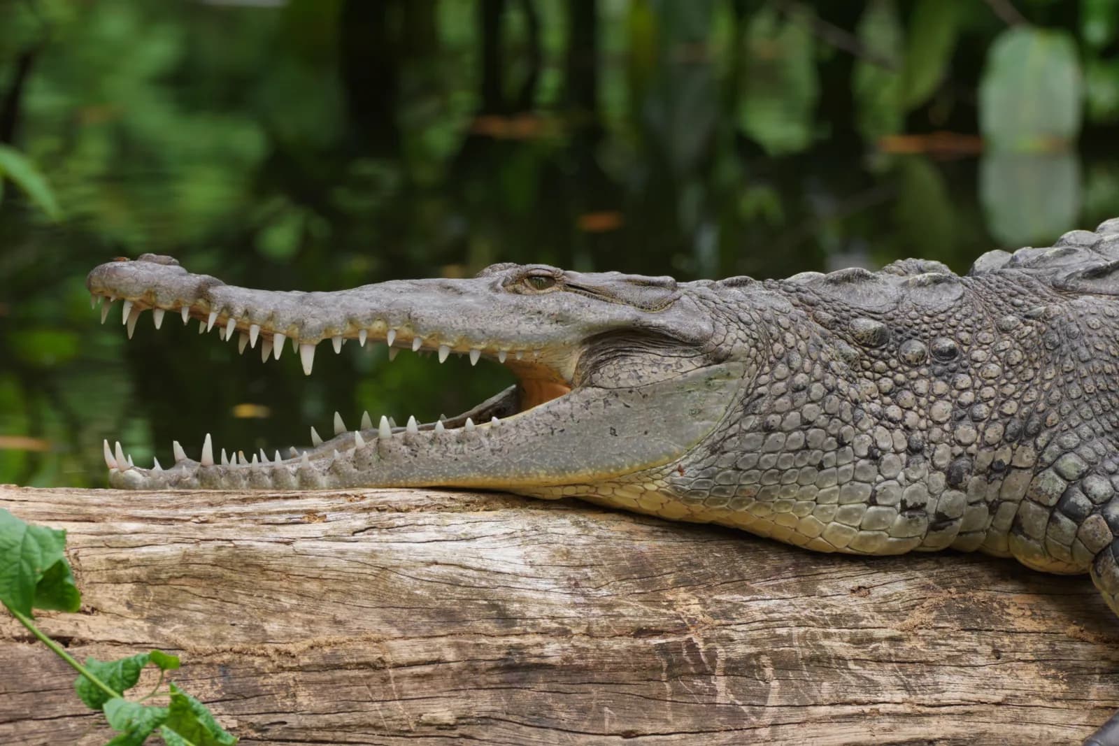American Crocodile