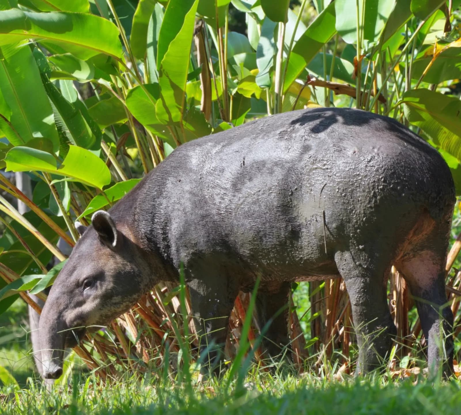 Baird's Tapir
