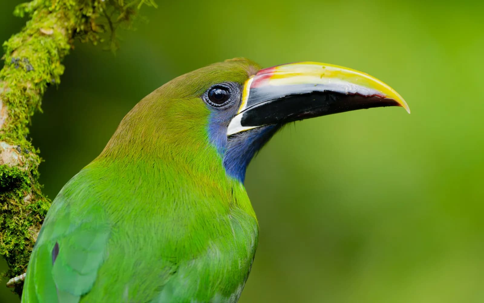 Blue-throated Toucanet
