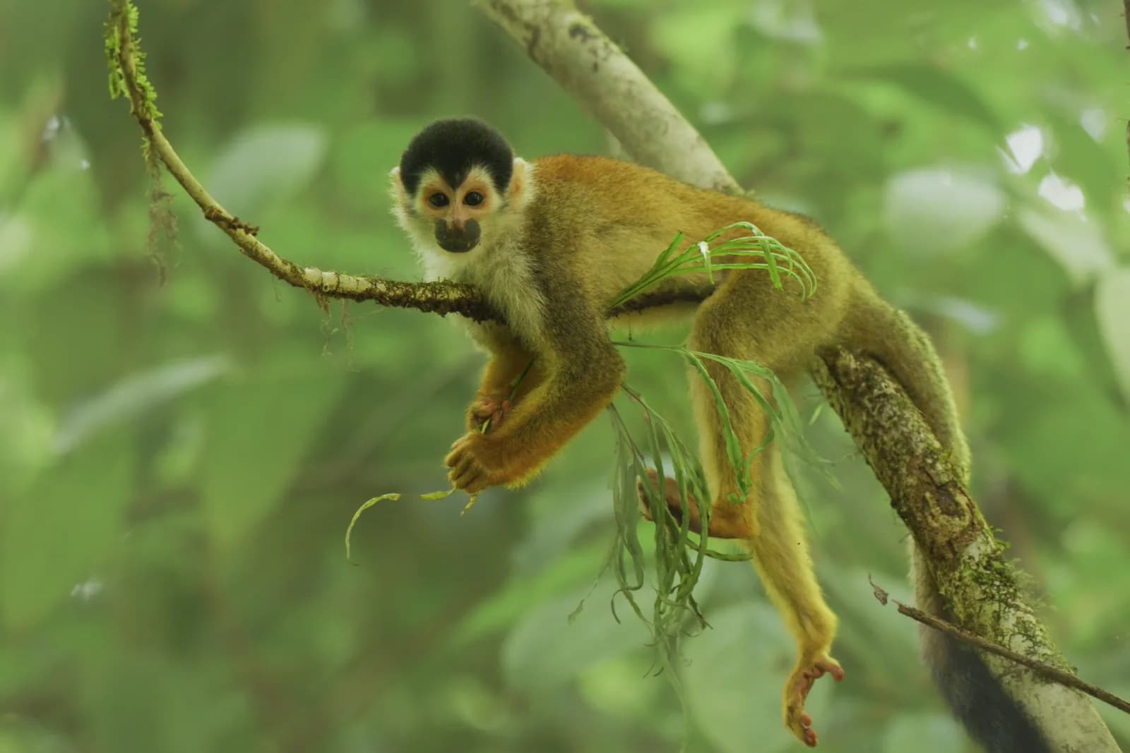 Central American Squirrel Monkey