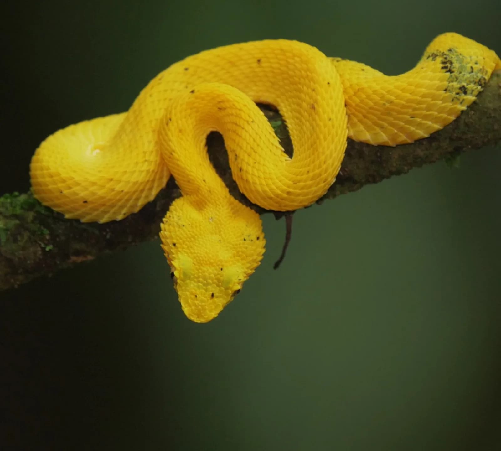 Eyelash Pit-Viper