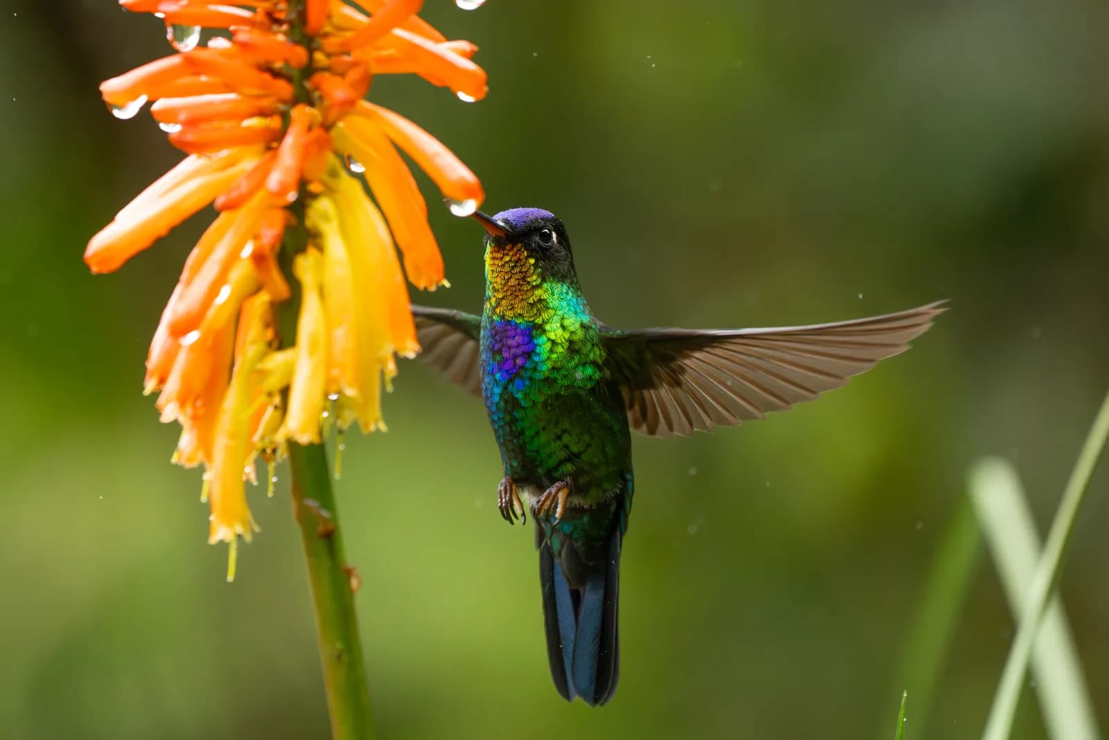 Fiery-throated Hummingbird