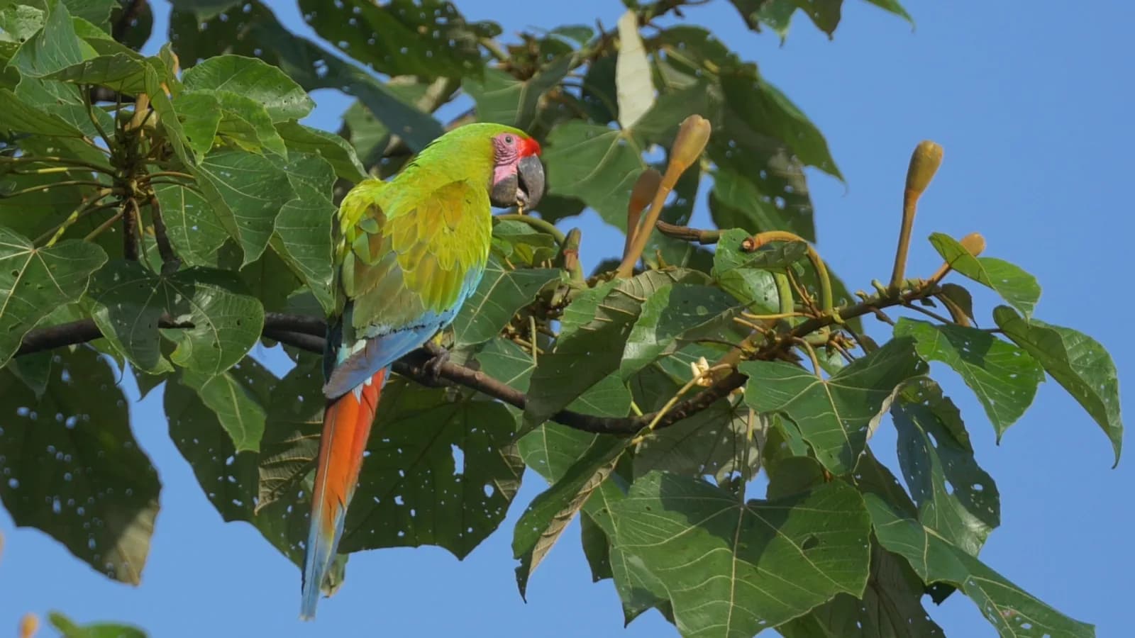 Great Green Macaw