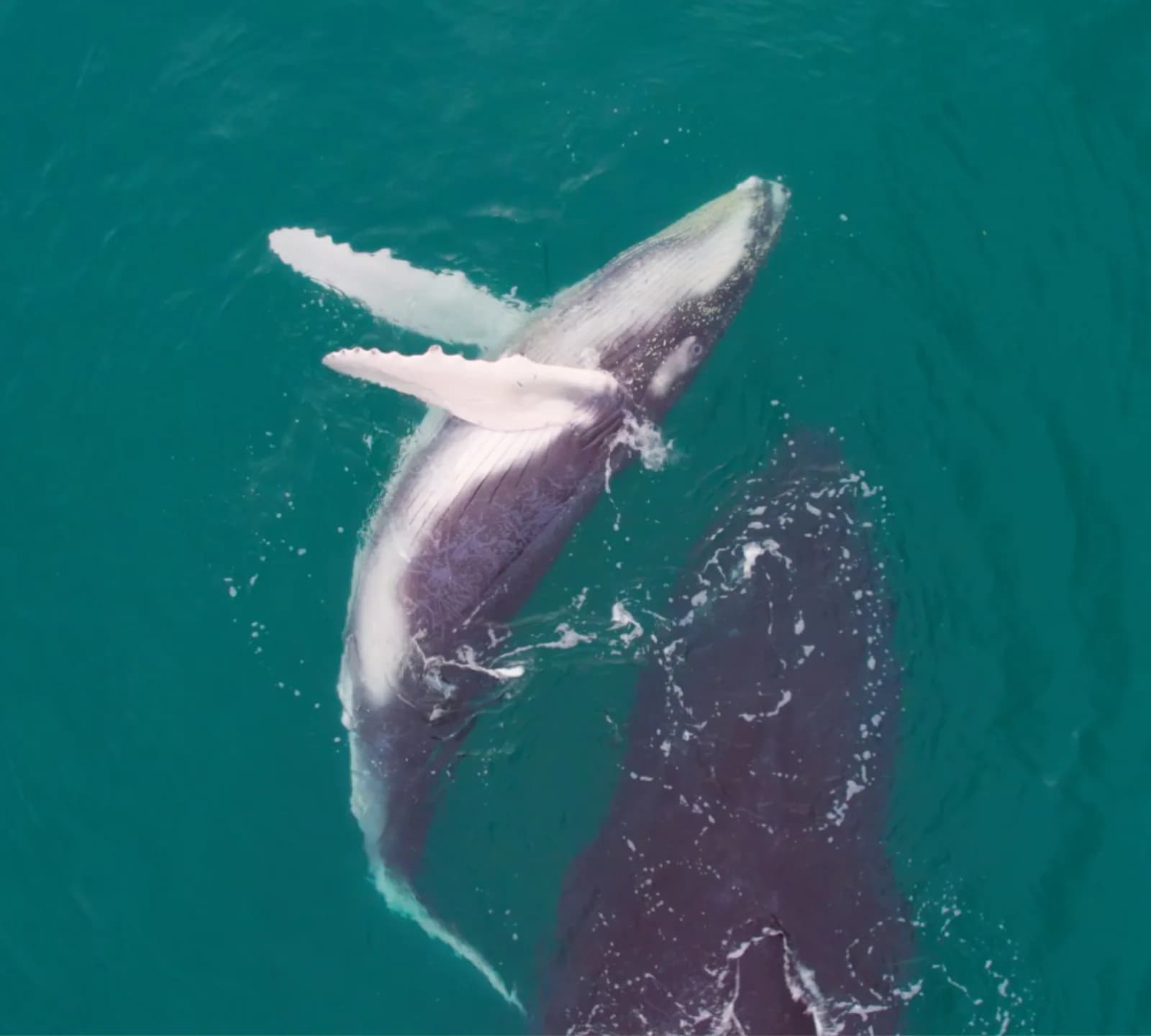 Humpback Whale