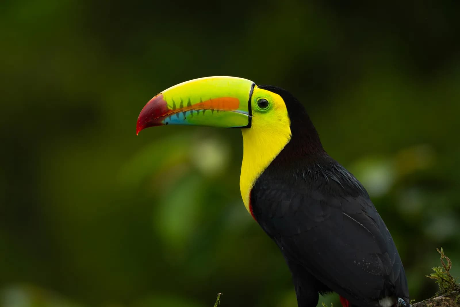 Keel-billed Toucan