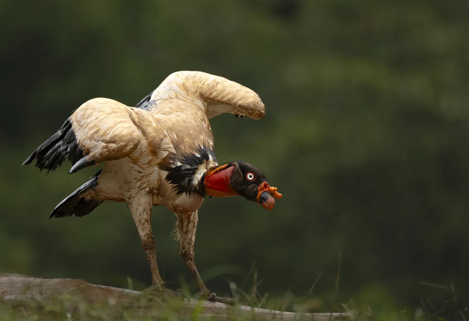 King Vulture