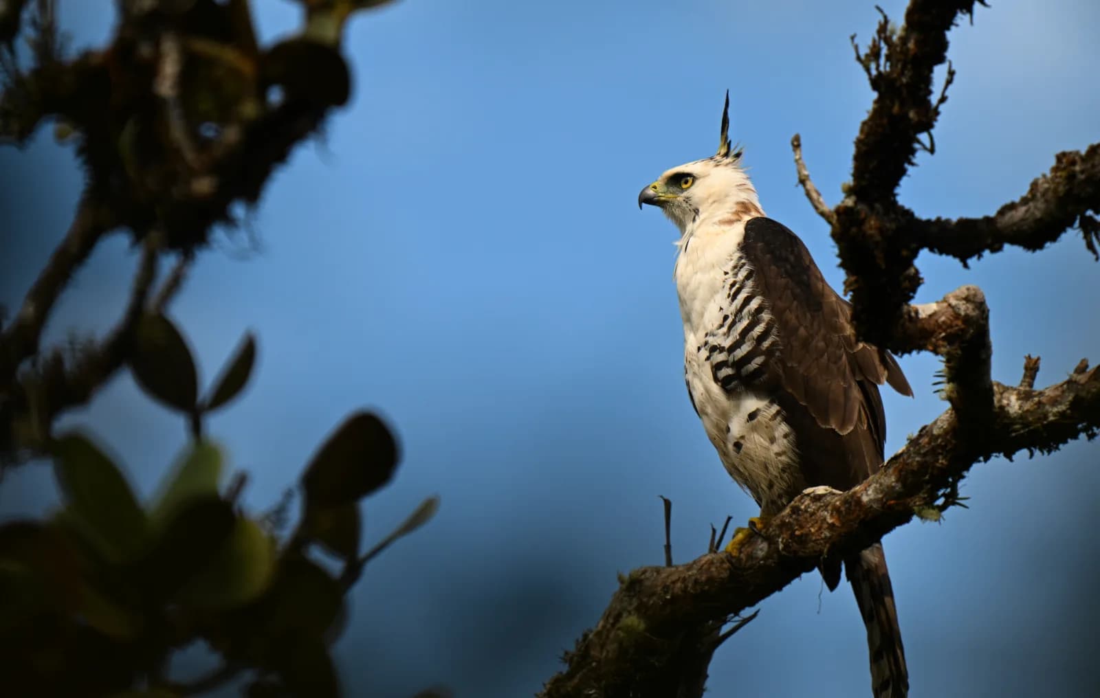 Ornate Hawk-Eagle