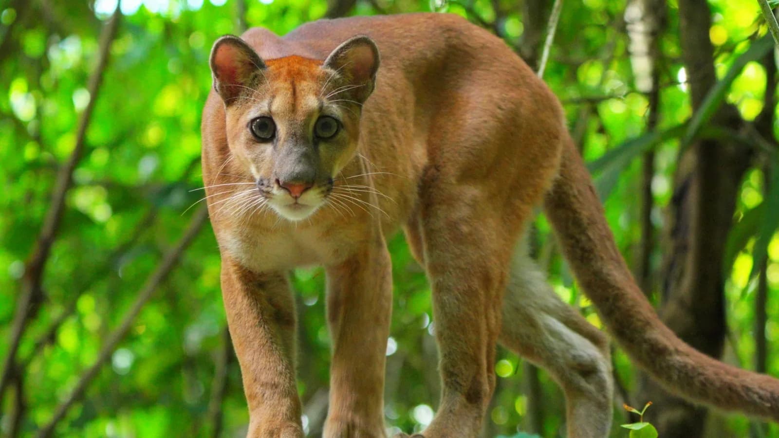 Puma