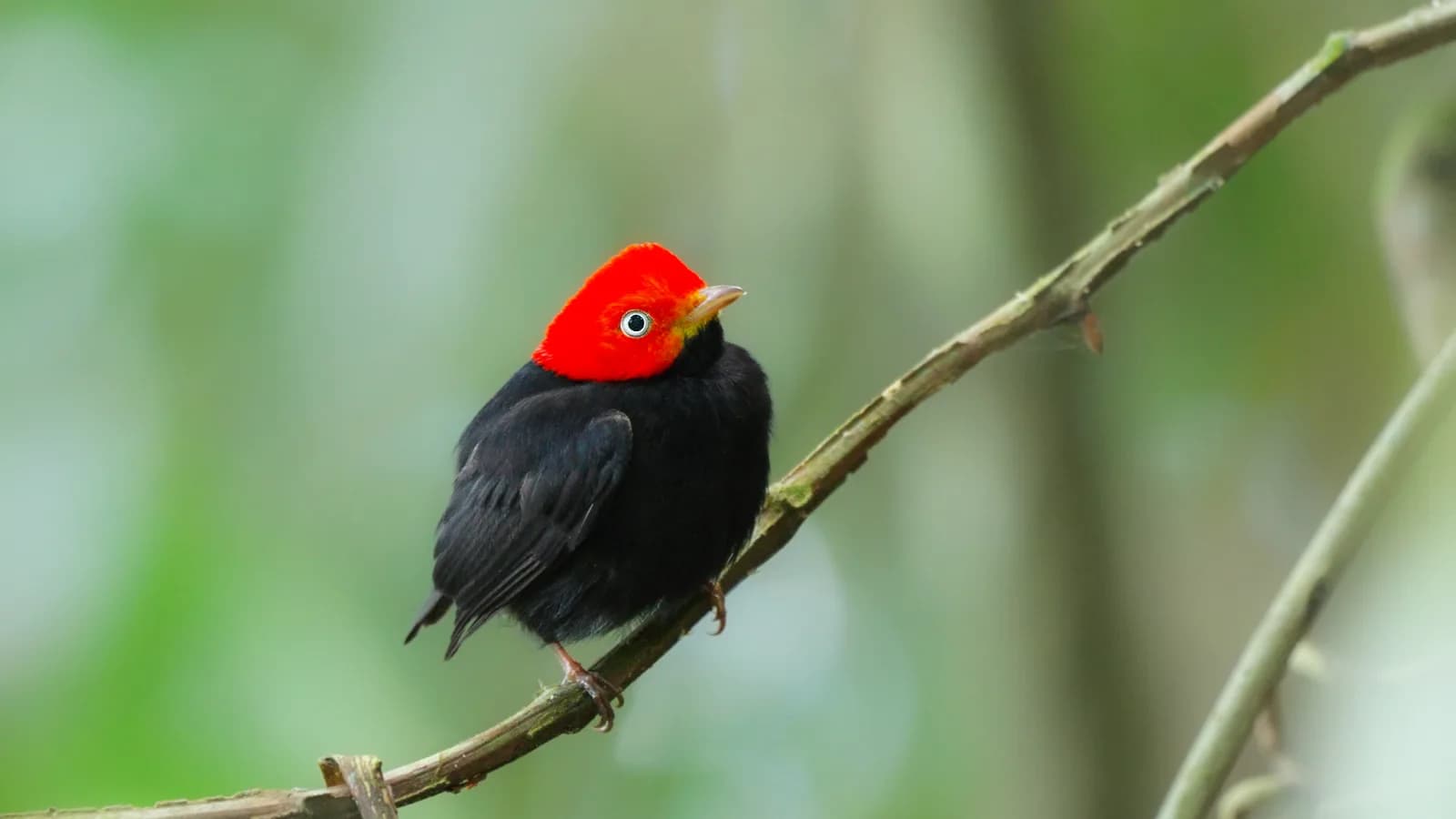 Red-capped Manakin