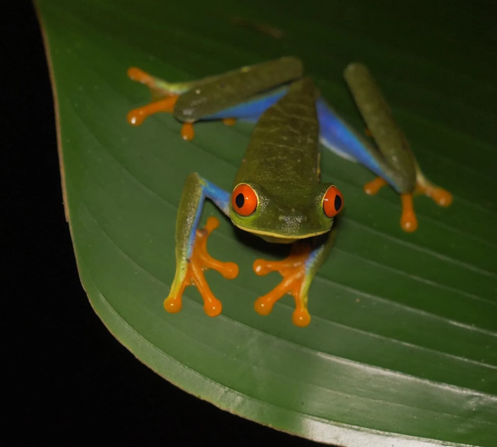 Red-eyed Tree Frog