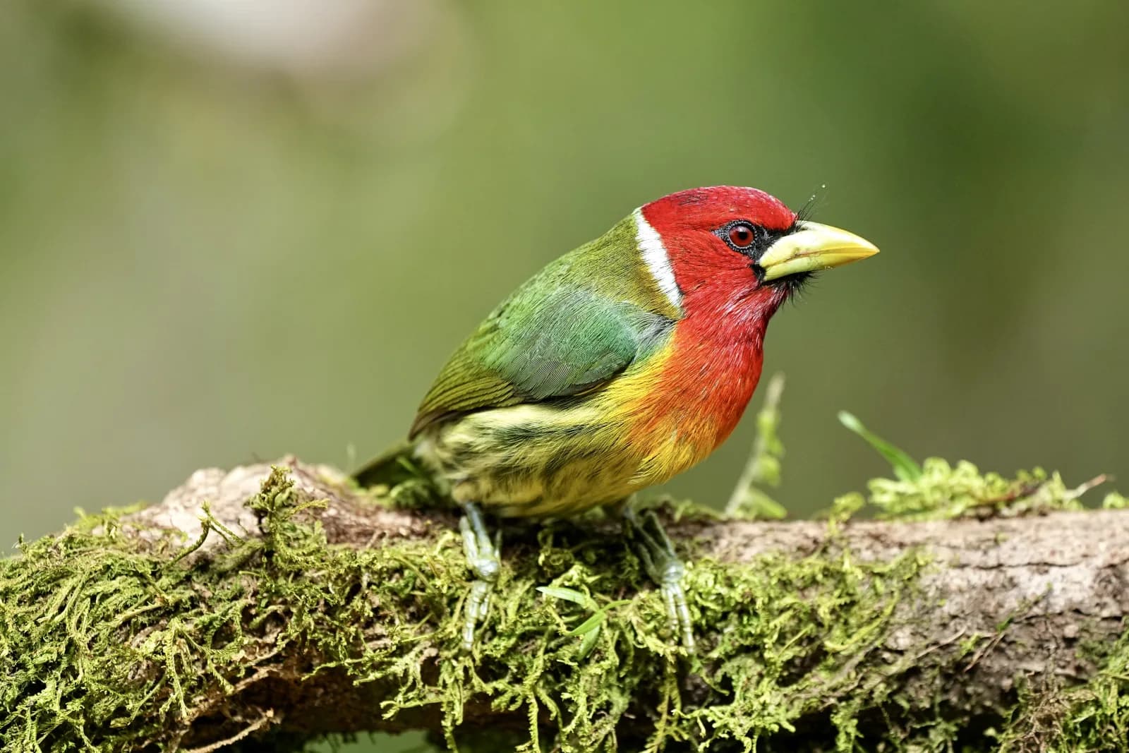 Red-headed Barbet
