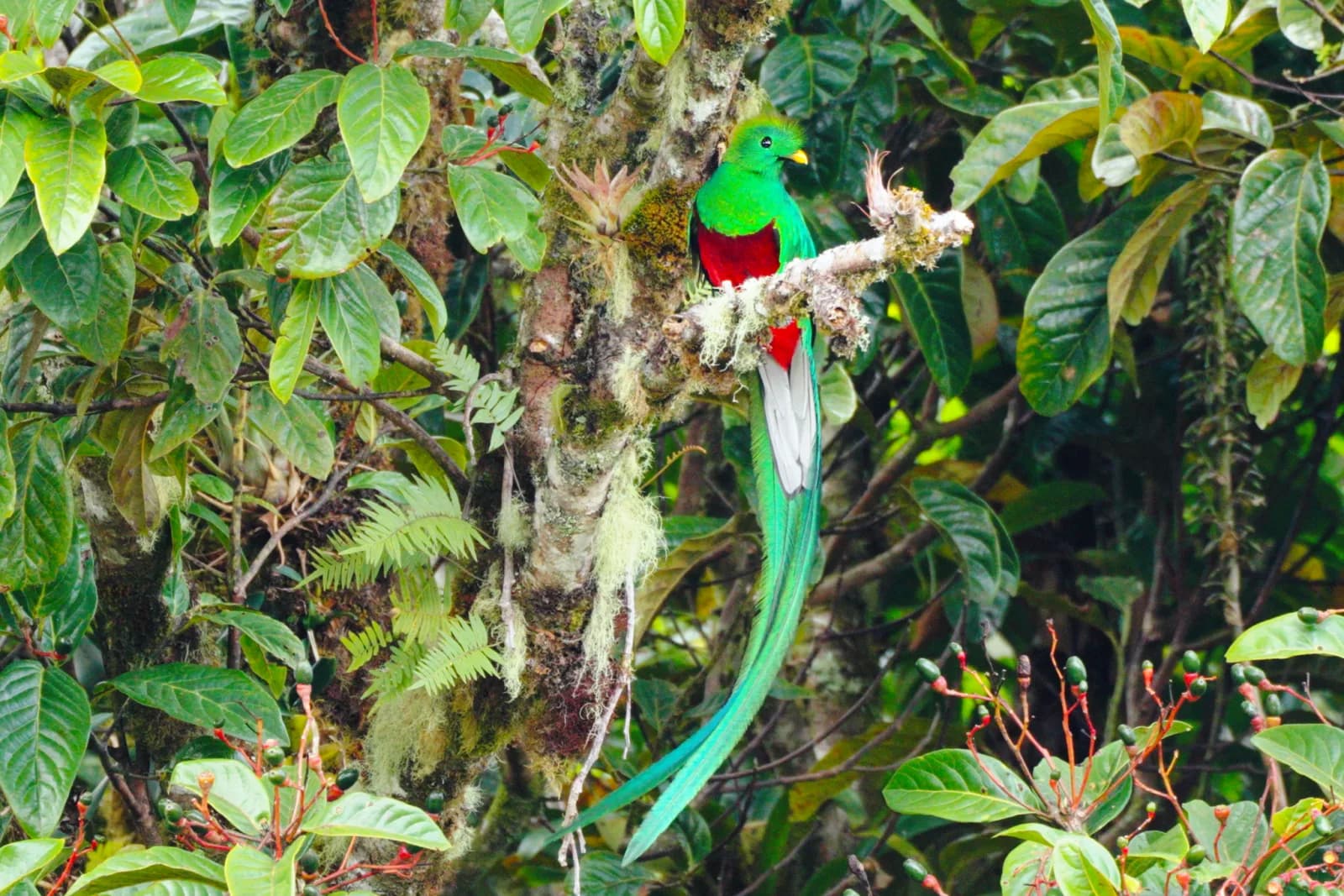 Resplendent Quetzal