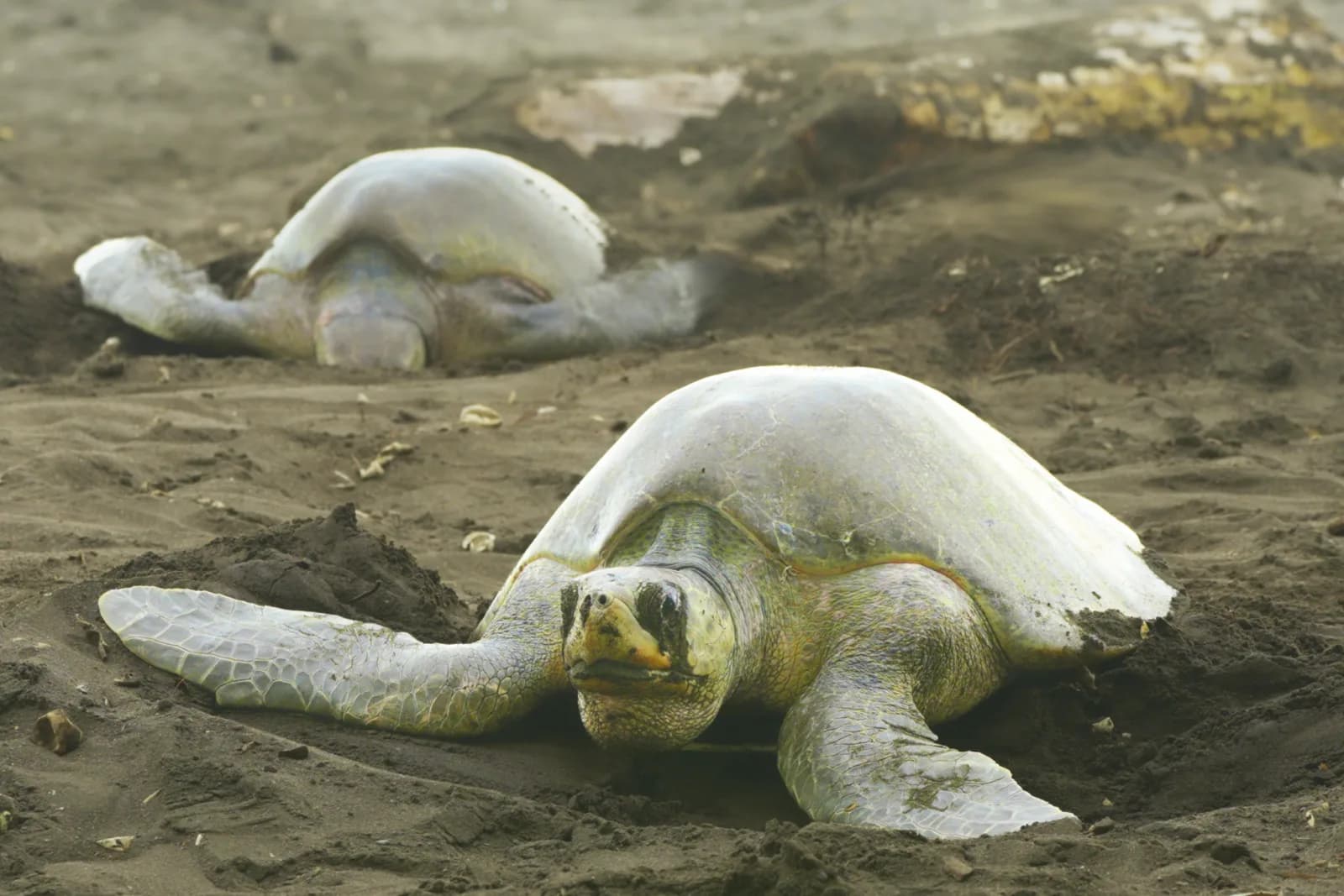 Sea Turtles