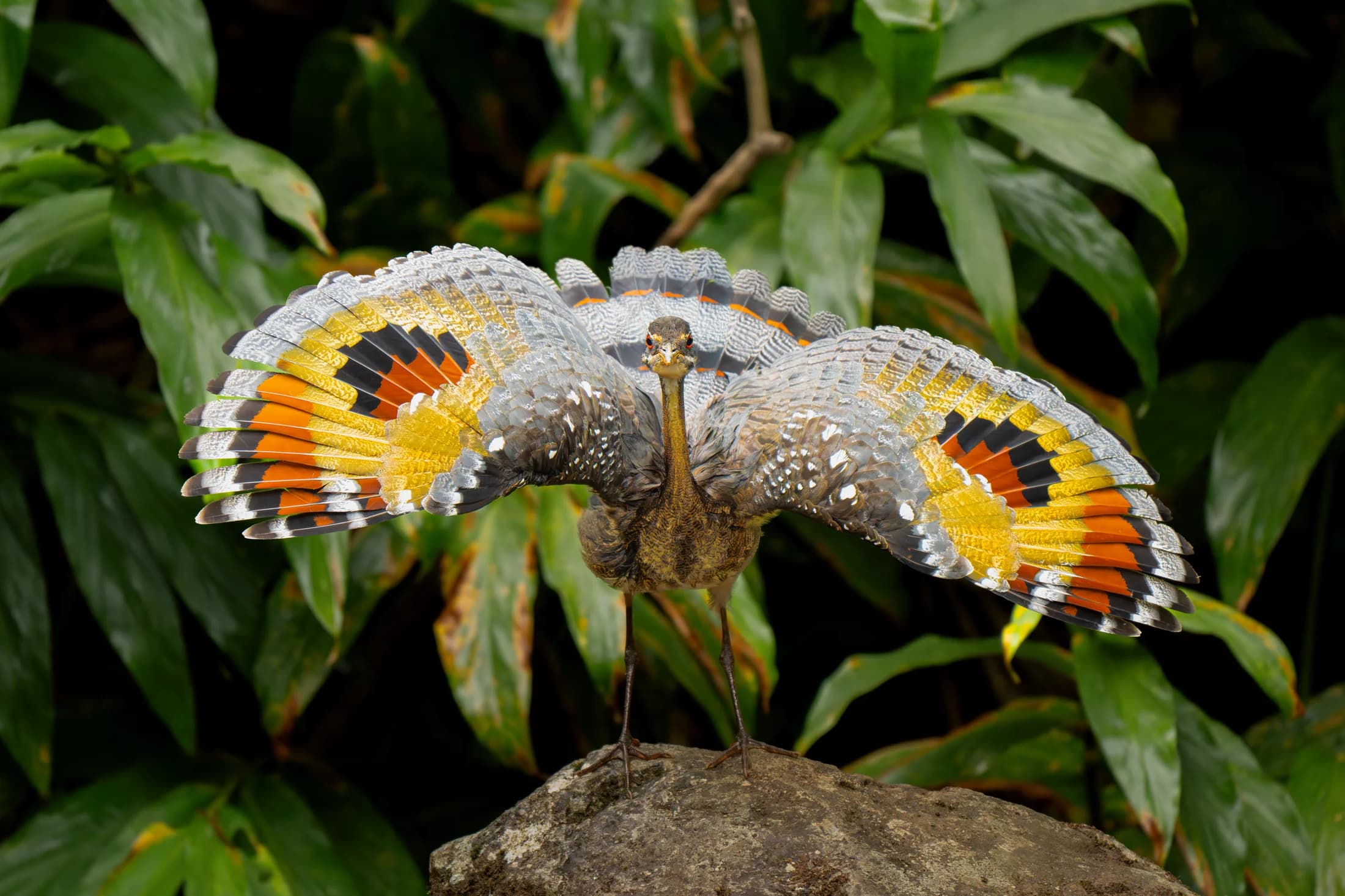 Sunbittern