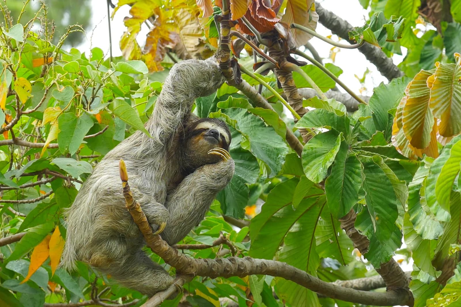 Three-toed Sloth