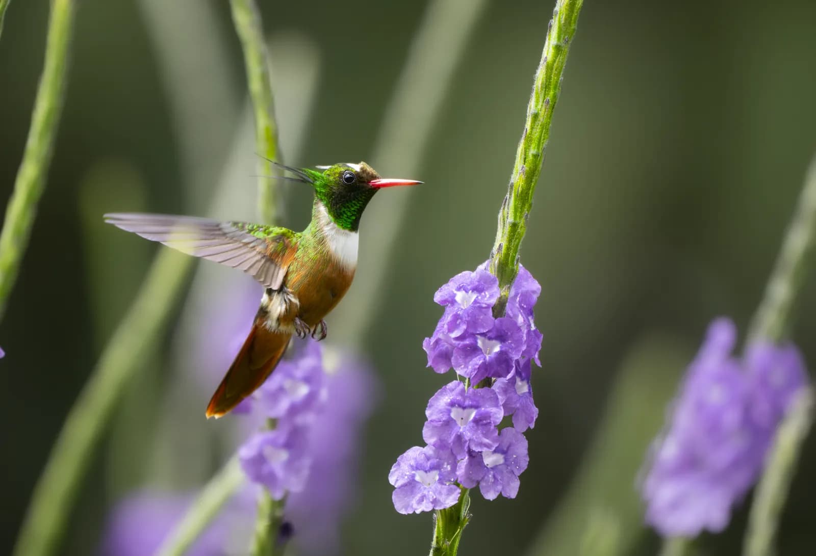 White-crested Coquette