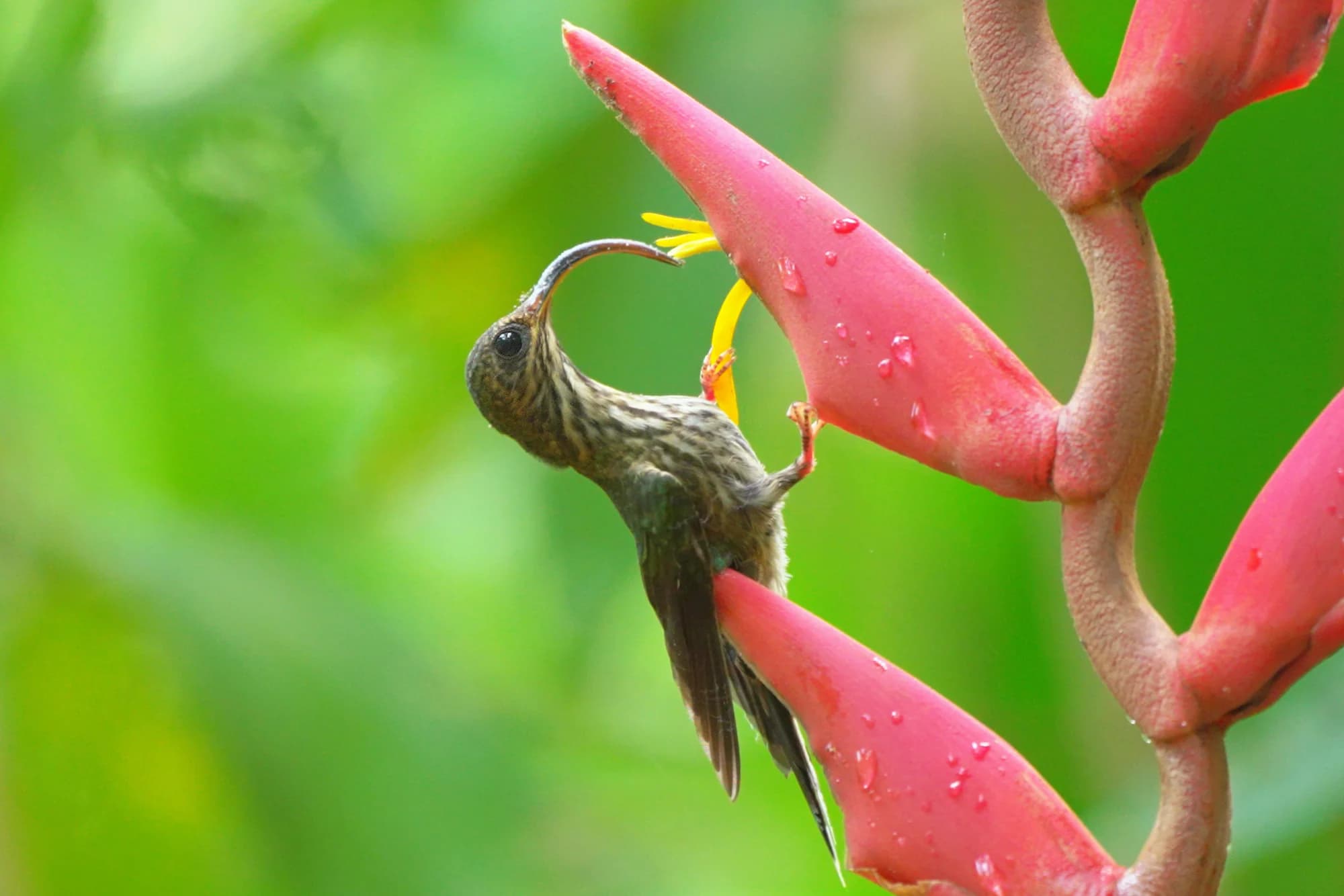 White-tipped Sicklebill