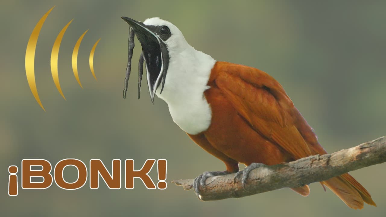 Photographing the Three-wattled Bellbird in Costa Rica