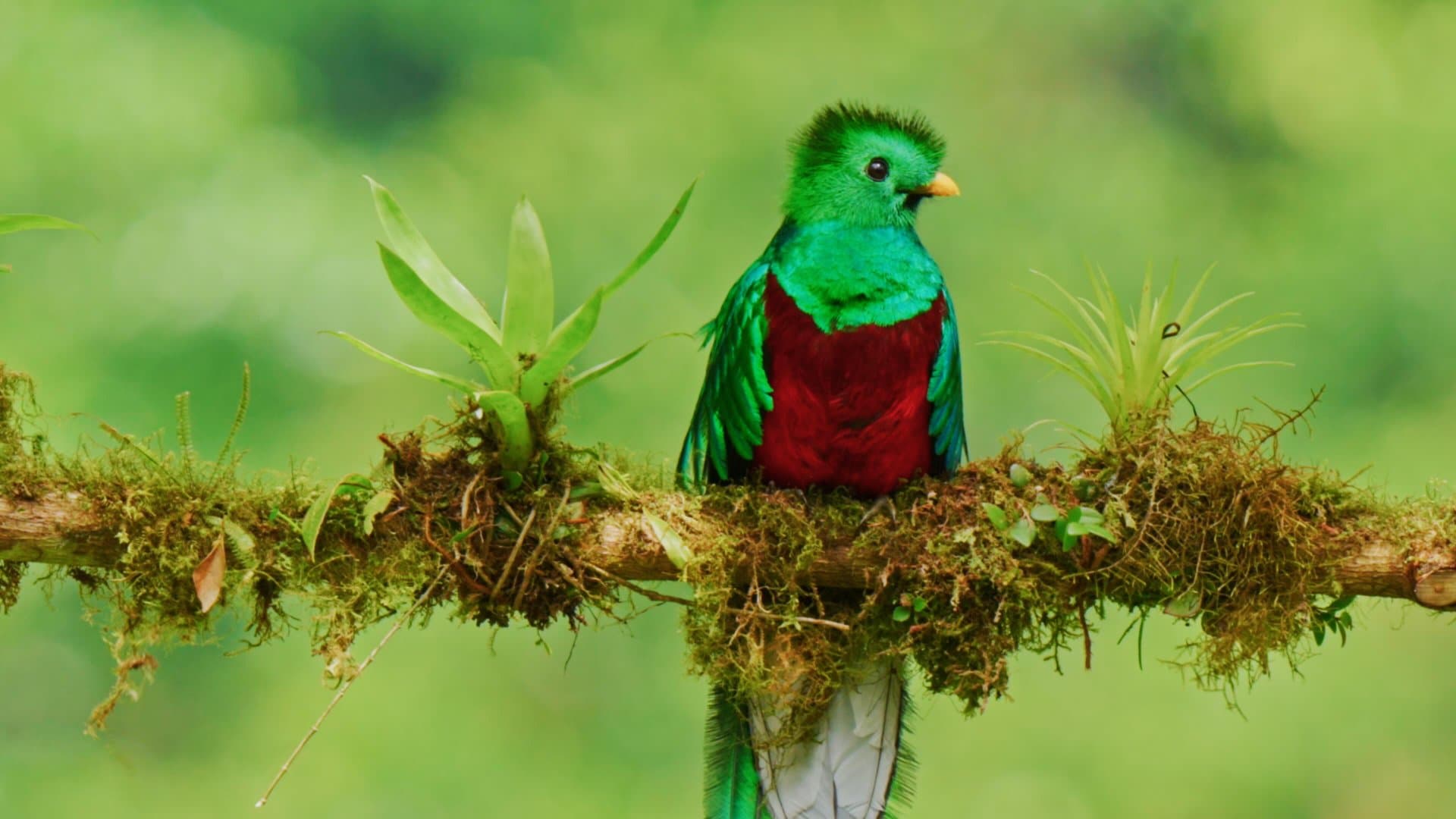 When a Resplendent Quetzal Chooses a Family Backyard
