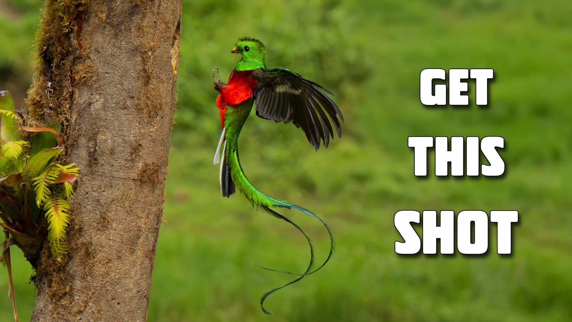 The Secret to Photographing the Resplendent Quetzal: Right Place, Right Time