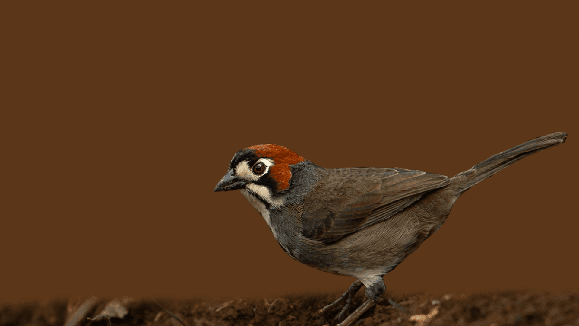 Photographing the Cabanis's Ground-Sparrow: Finding Costa Rica's Hidden Endemic
