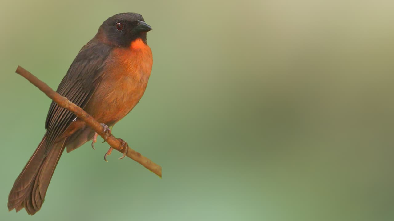 Birding Costa Rica's South Pacific: A Guide to the Region's Most Remarkable Birds