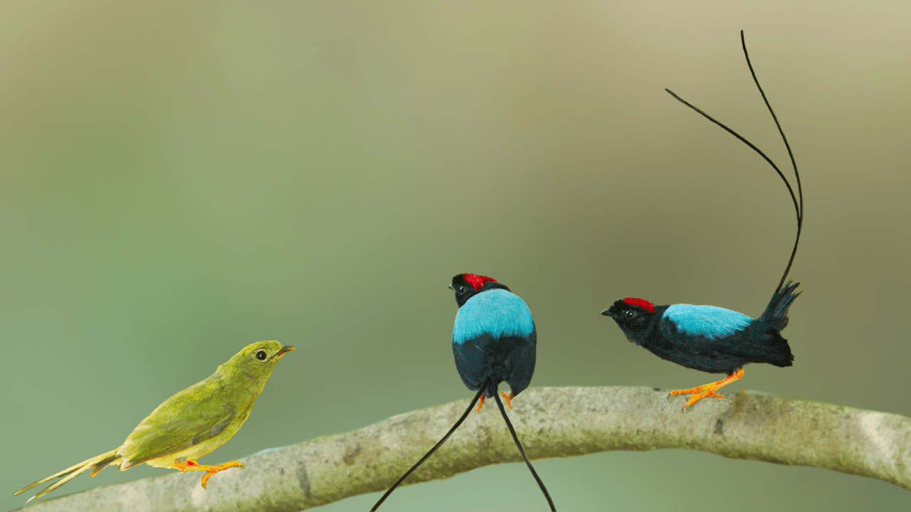 Photographing the Long-tailed Manakin Dance: Witnessing One of Nature's Greatest Courtship Performances