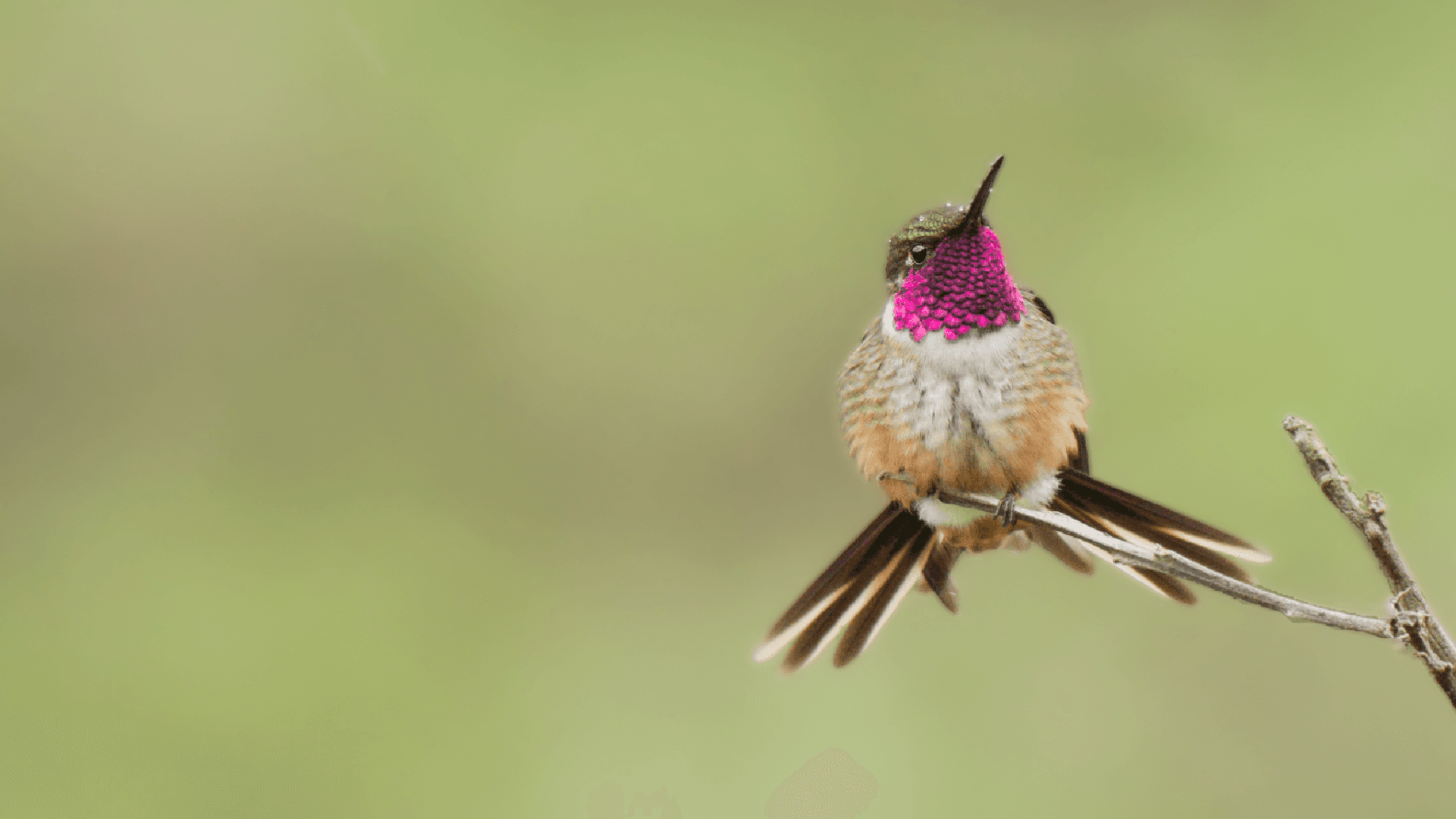 Birdwatching in Monteverde: A Complete Guide to Costa Rica's Legendary Cloud Forest
