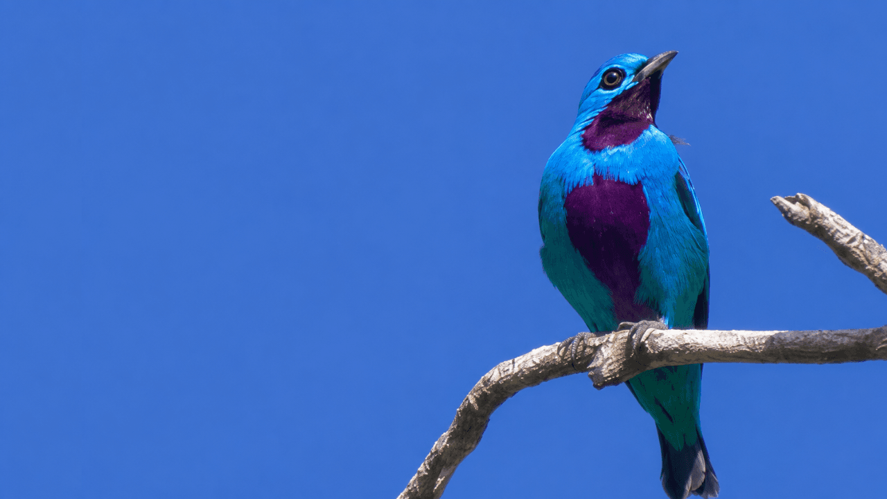 Birdwatching in Costa Rica's South Pacific: A Guide to the Region's Most Remarkable Birds