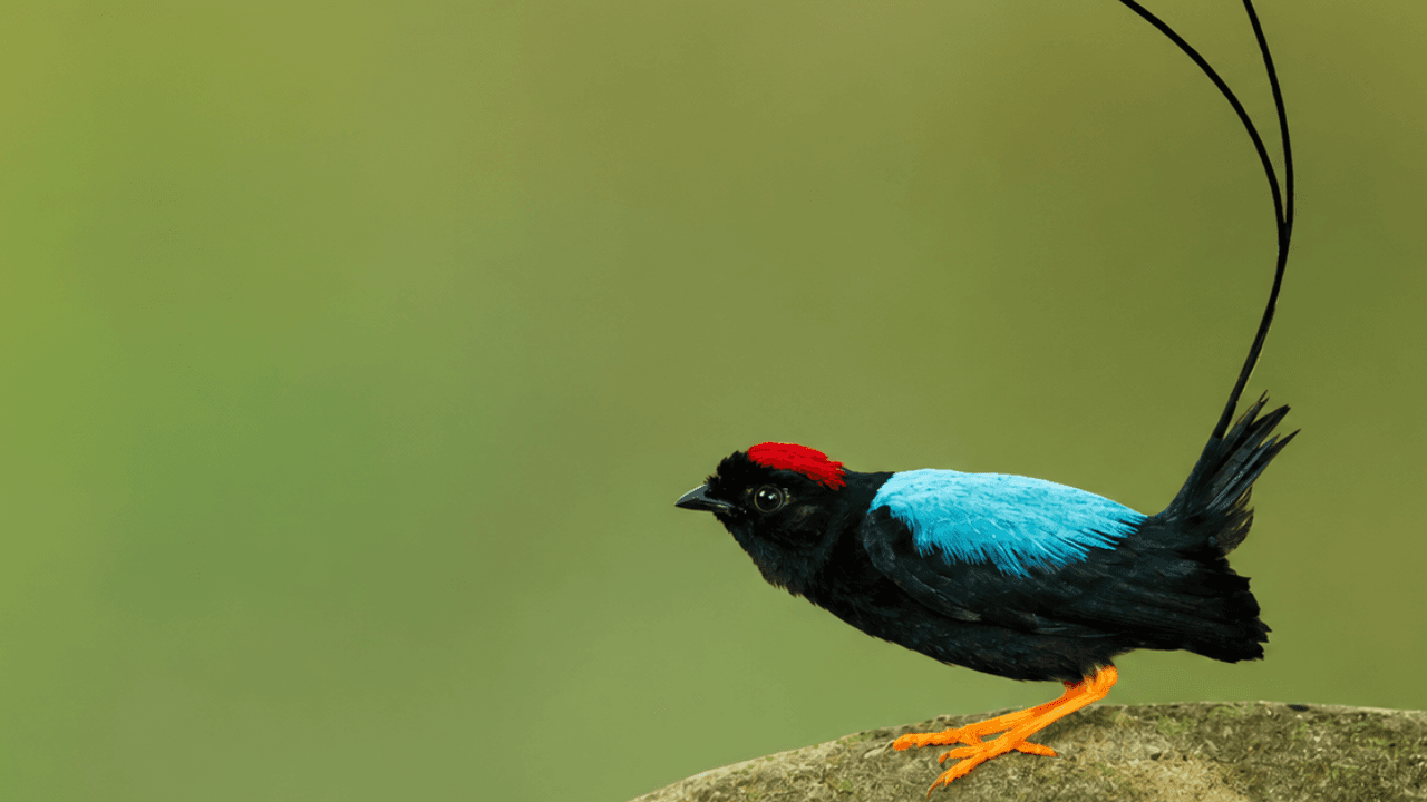 Photographing the Long-tailed Manakin Dance: Witnessing One of Nature's Greatest Courtship Performances