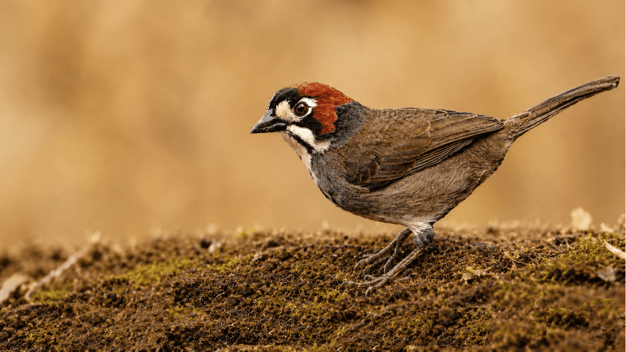 Photographing the Cabanis's Ground-Sparrow: Finding Costa Rica's Hidden Endemic