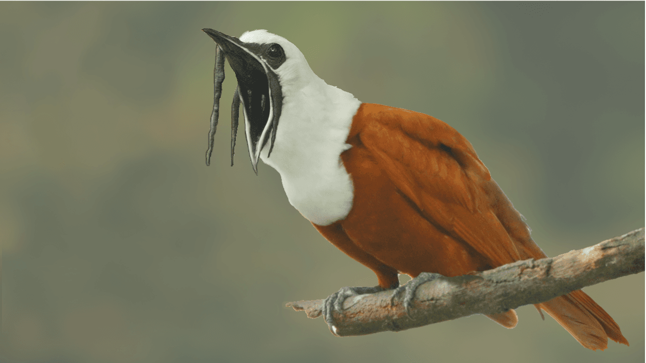 Photographing the Three-wattled Bellbird in Costa Rica