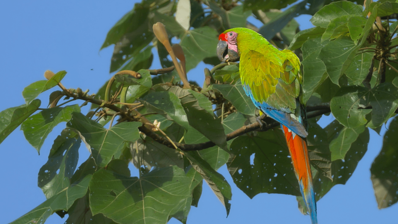 Great Green Macaw: Costa Rica’s Conservation Success Story