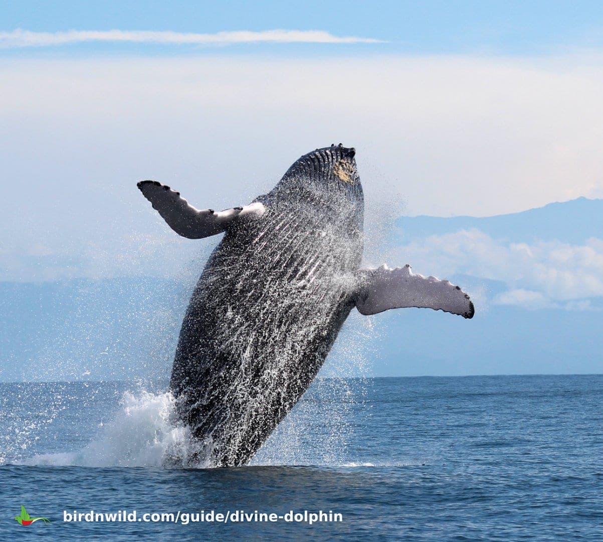 Whale & Dolphin Watching in Costa Rica: Where Two Oceans of Migration Meet