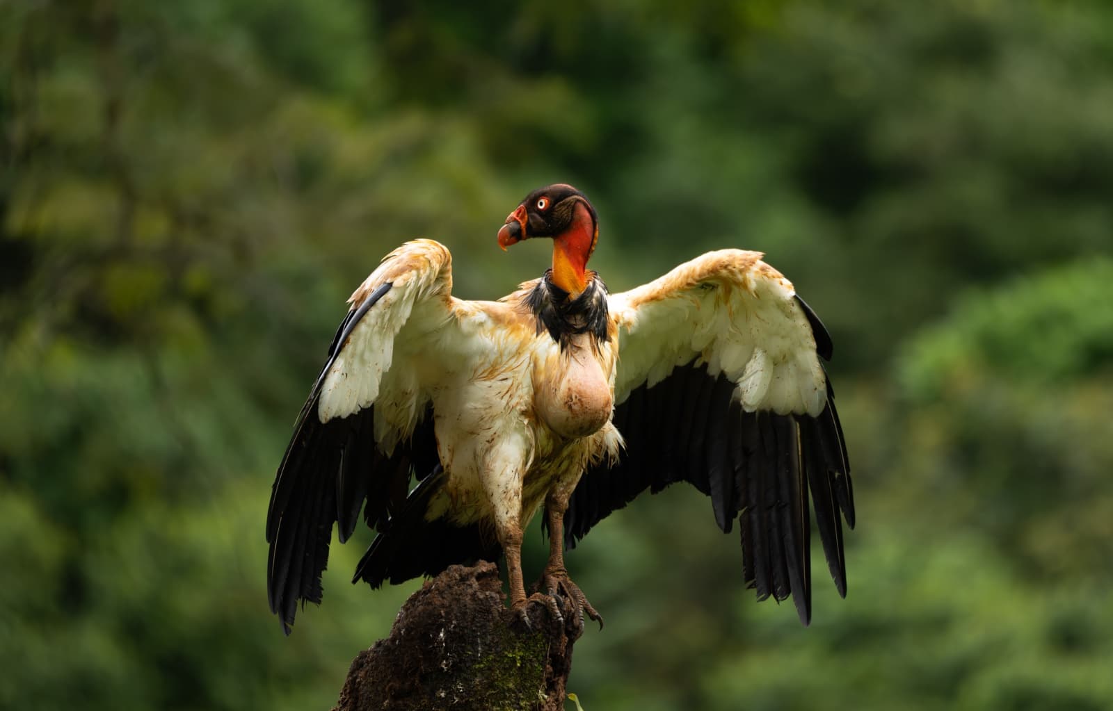 Birdwatching in Costa Rica’s Caribbean Lowlands: A Complete Guide to the Region’s Most Emblematic Species