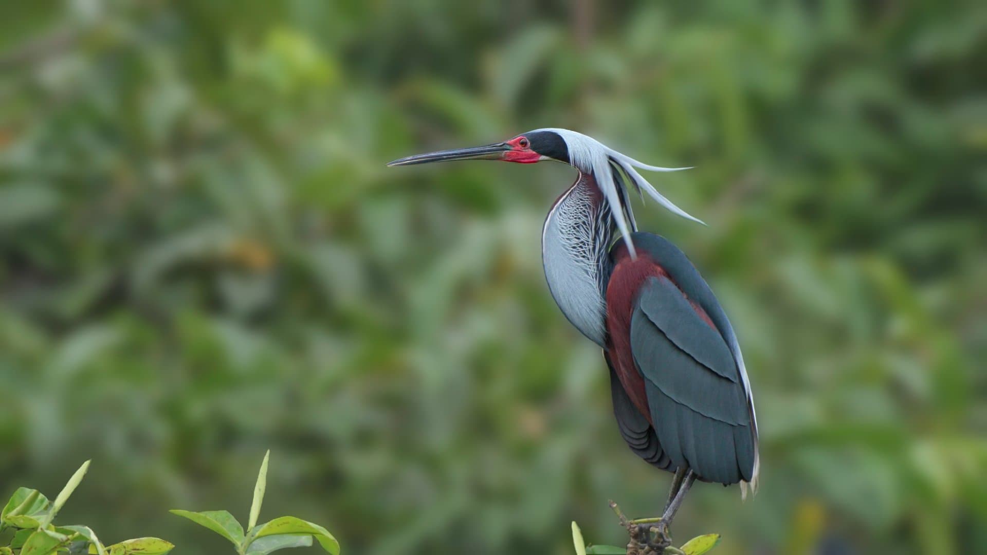 Photographing the Agami Heron: An Encounter with One of the most beautiful and elusive herons