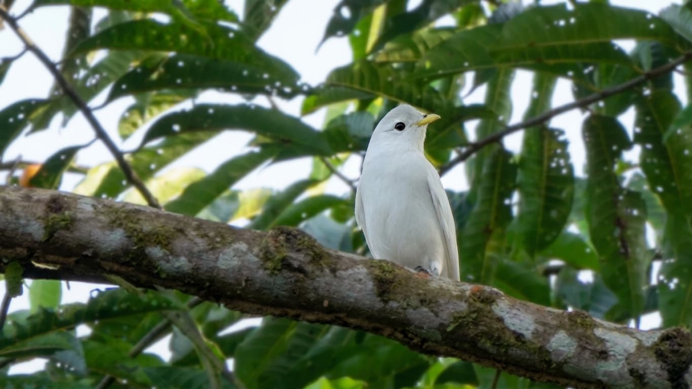 Finding the Yellow-billed Cotinga: Costa Rica’s White Gem of the Canopy