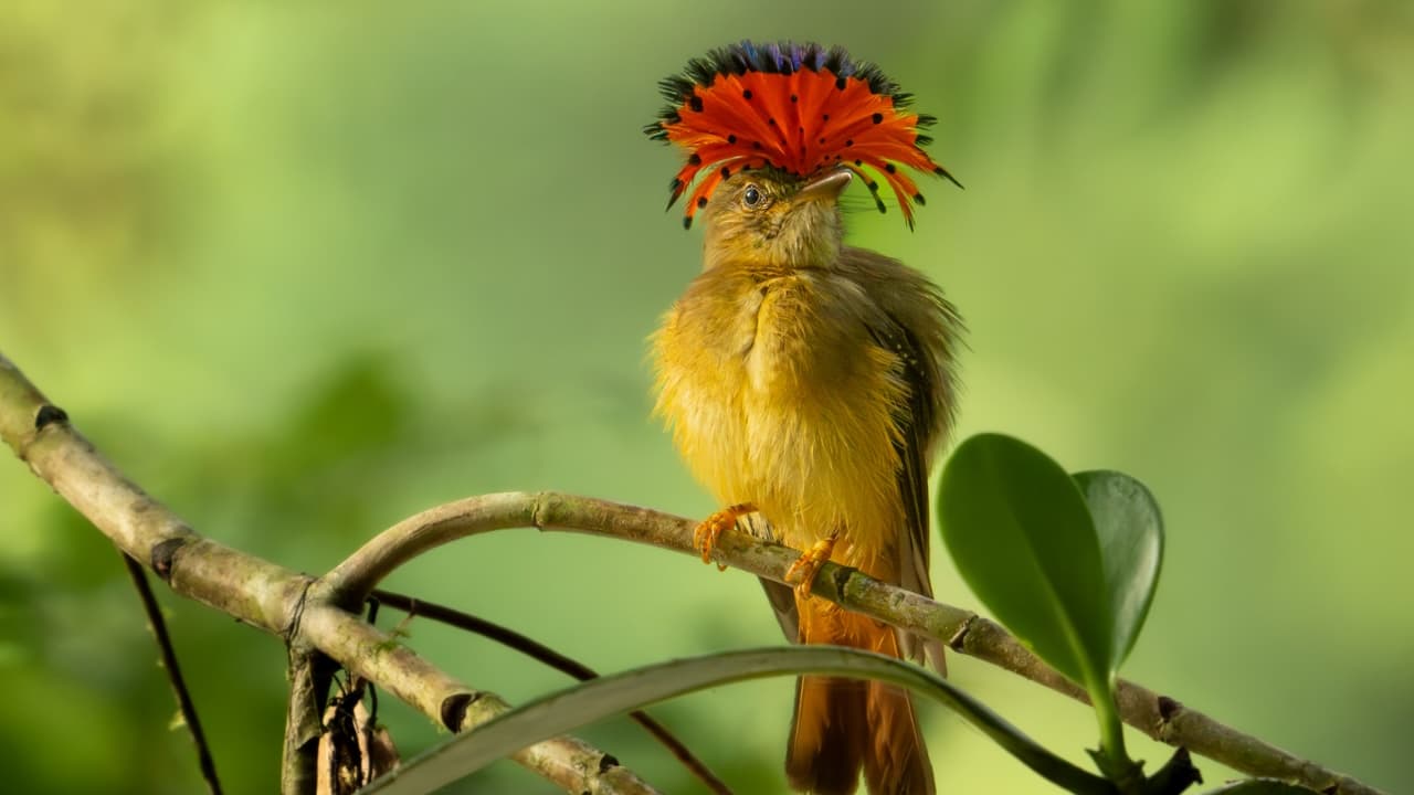 Photographing the Tropical Royal Flycatcher: A Hidden Spectacle in the Forest