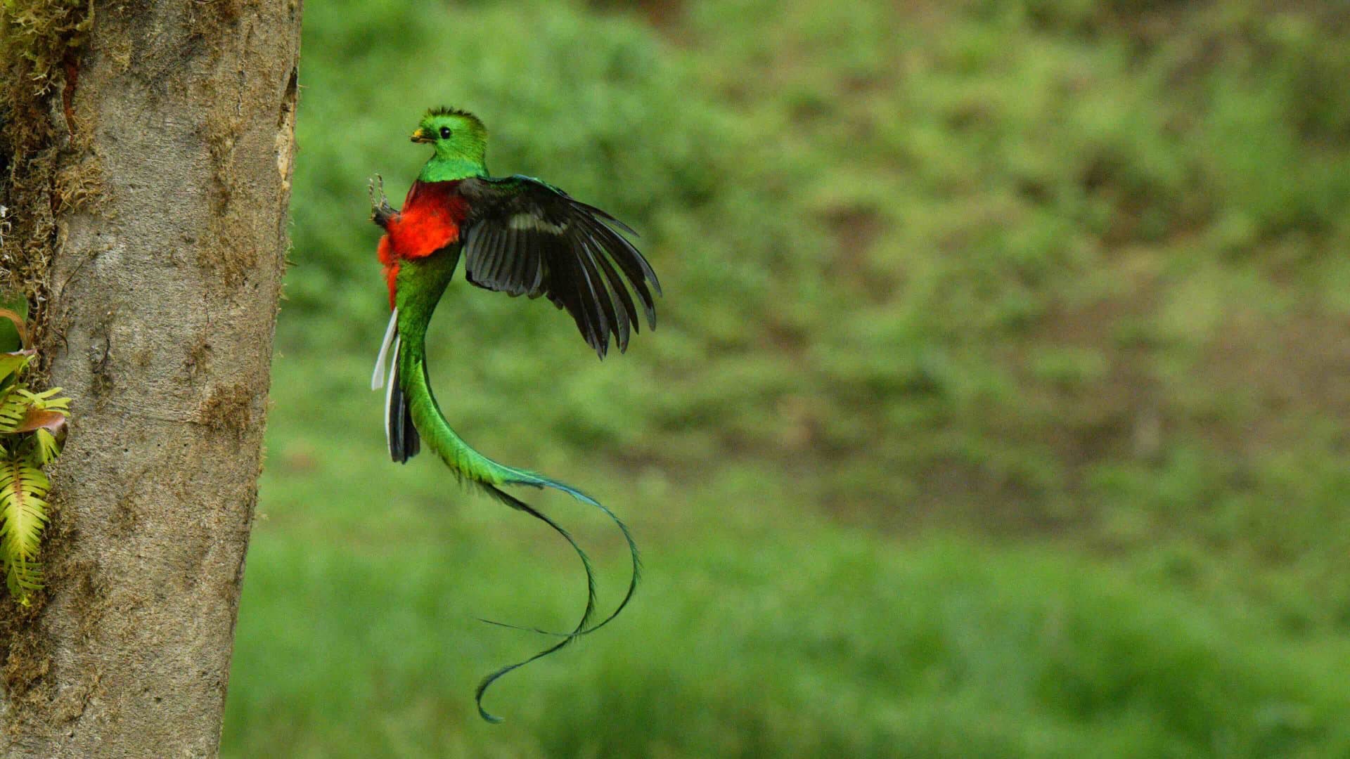 Resplendent Quetzal Photography: Being in the Right Place at the Right Time