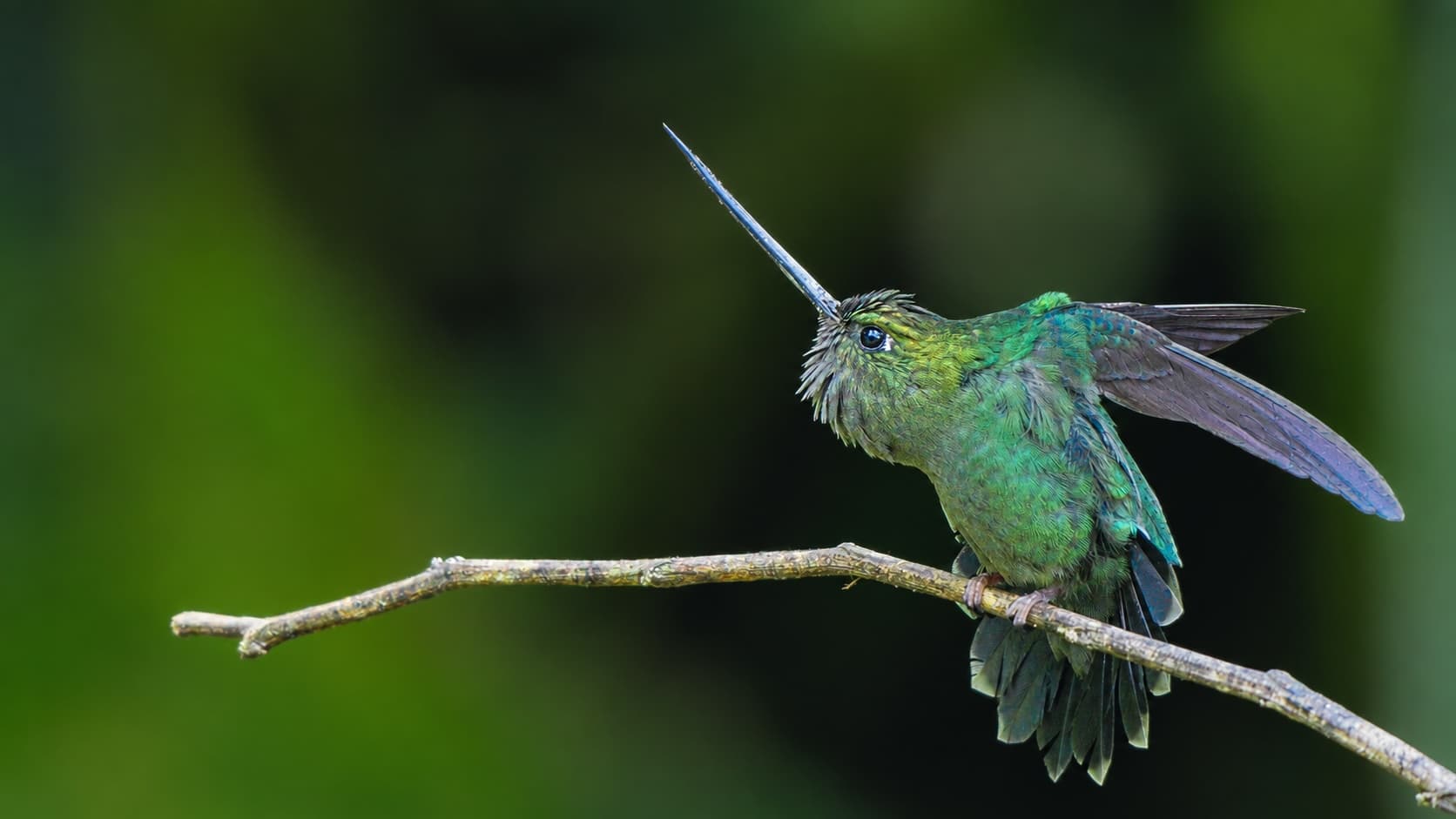 Photographing the Elusive Green-Fronted Lancebill: Shadow Hunter of Neotropical Streams