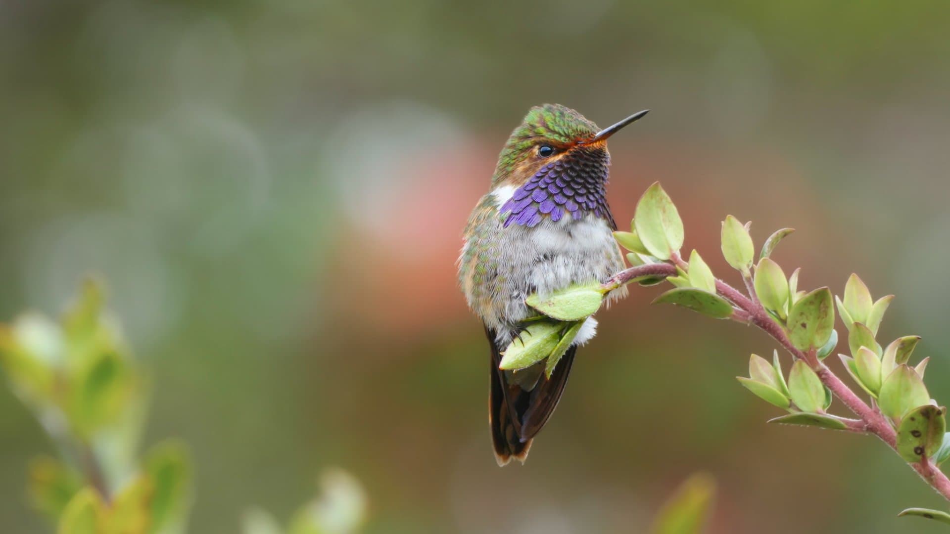 Birdwatching in the Talamanca Mountains of Costa Rica