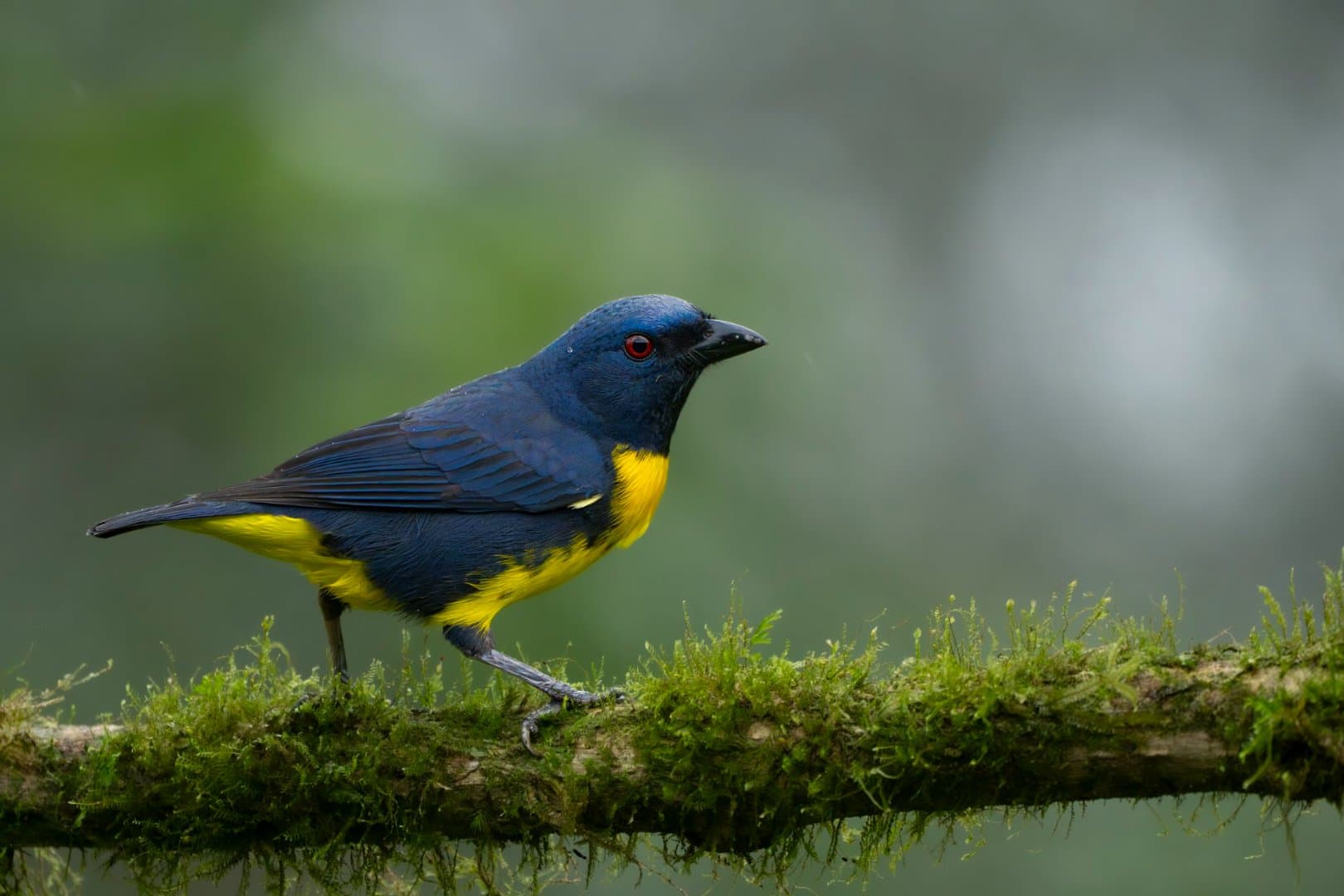 Birding Costa Rica: Rare Birds of the Caribbean Foothills