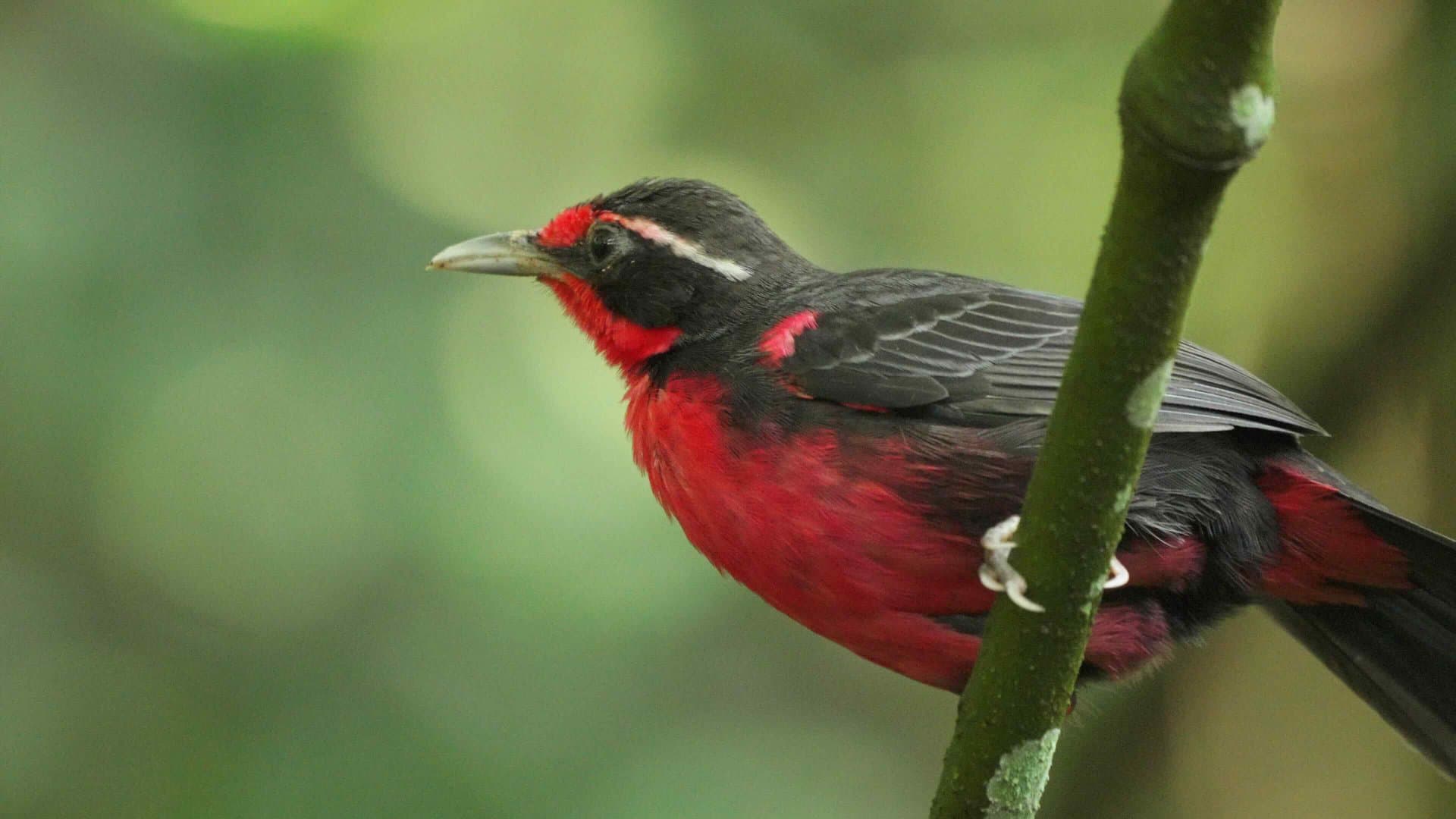 Finding the Rosy Thrush-Tanager: Where to See One of the Neotropics’ Most Elusive Birds