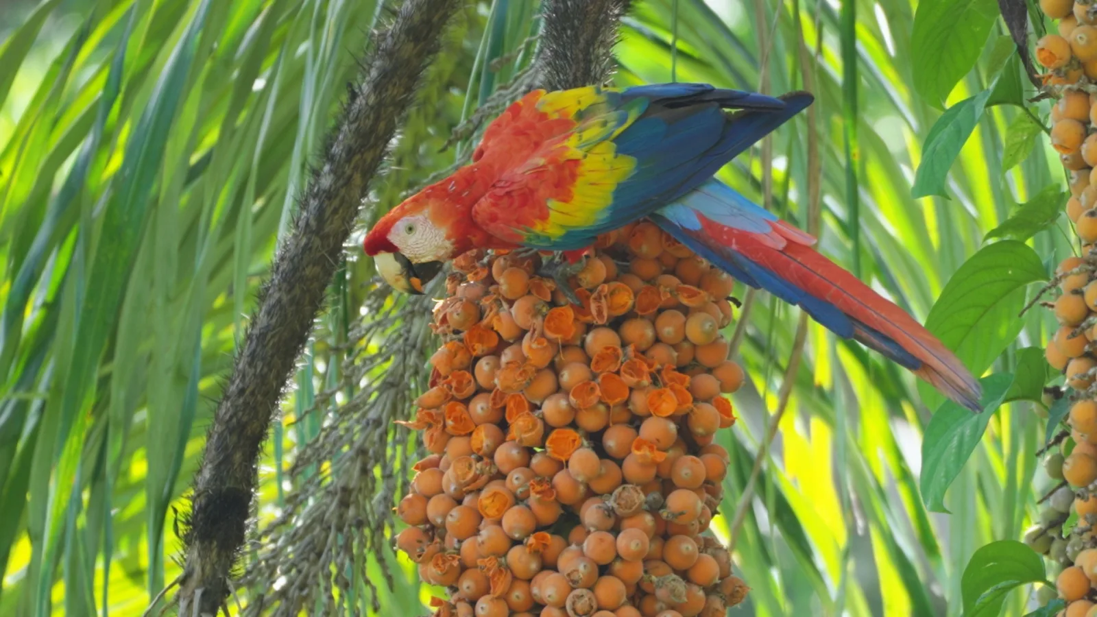 Scarlet Macaw