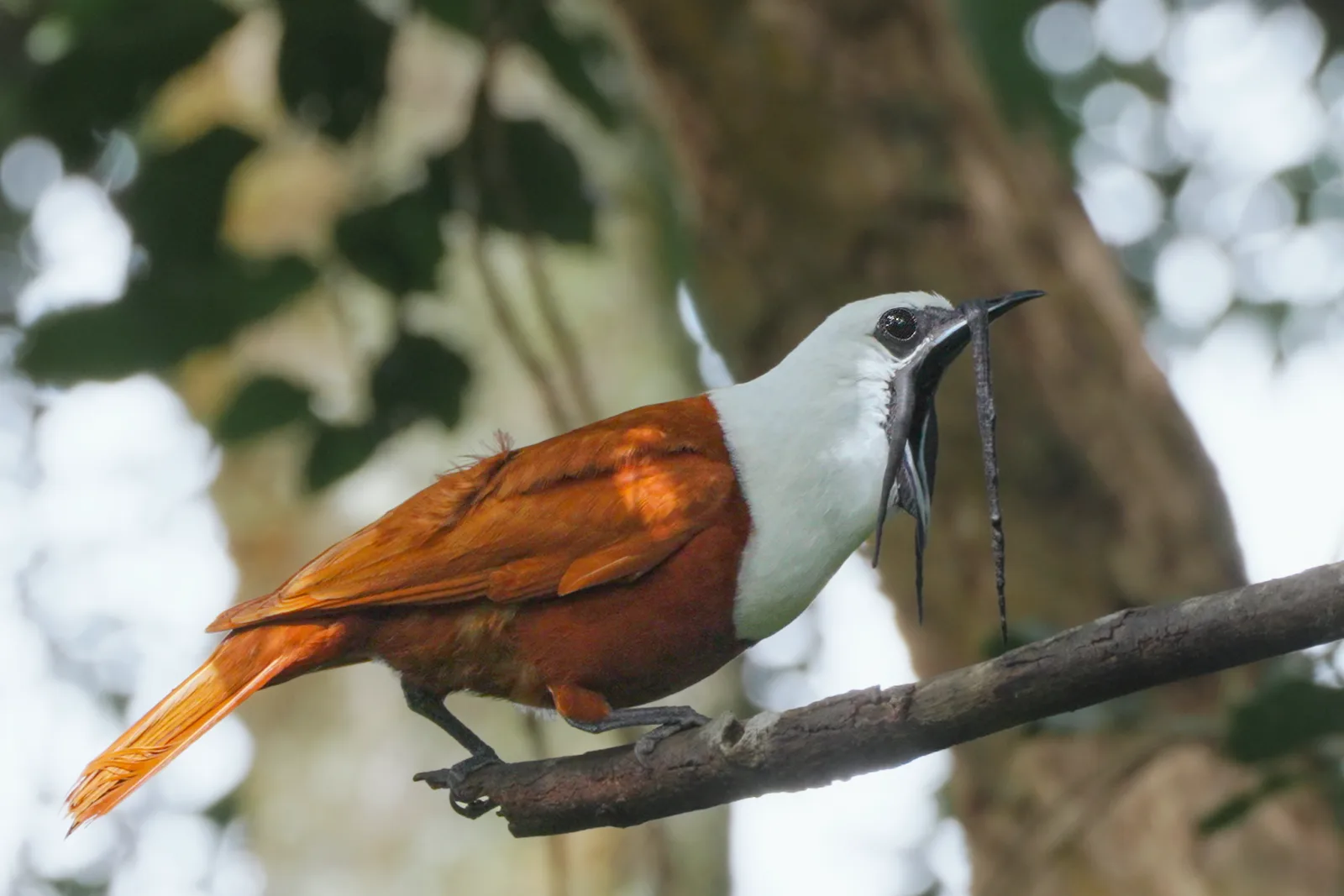 Three-wattled Bellbird