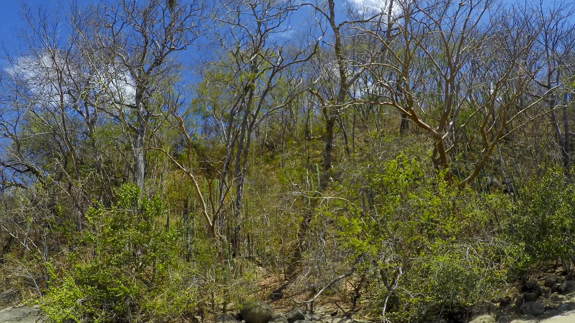 Guanacaste