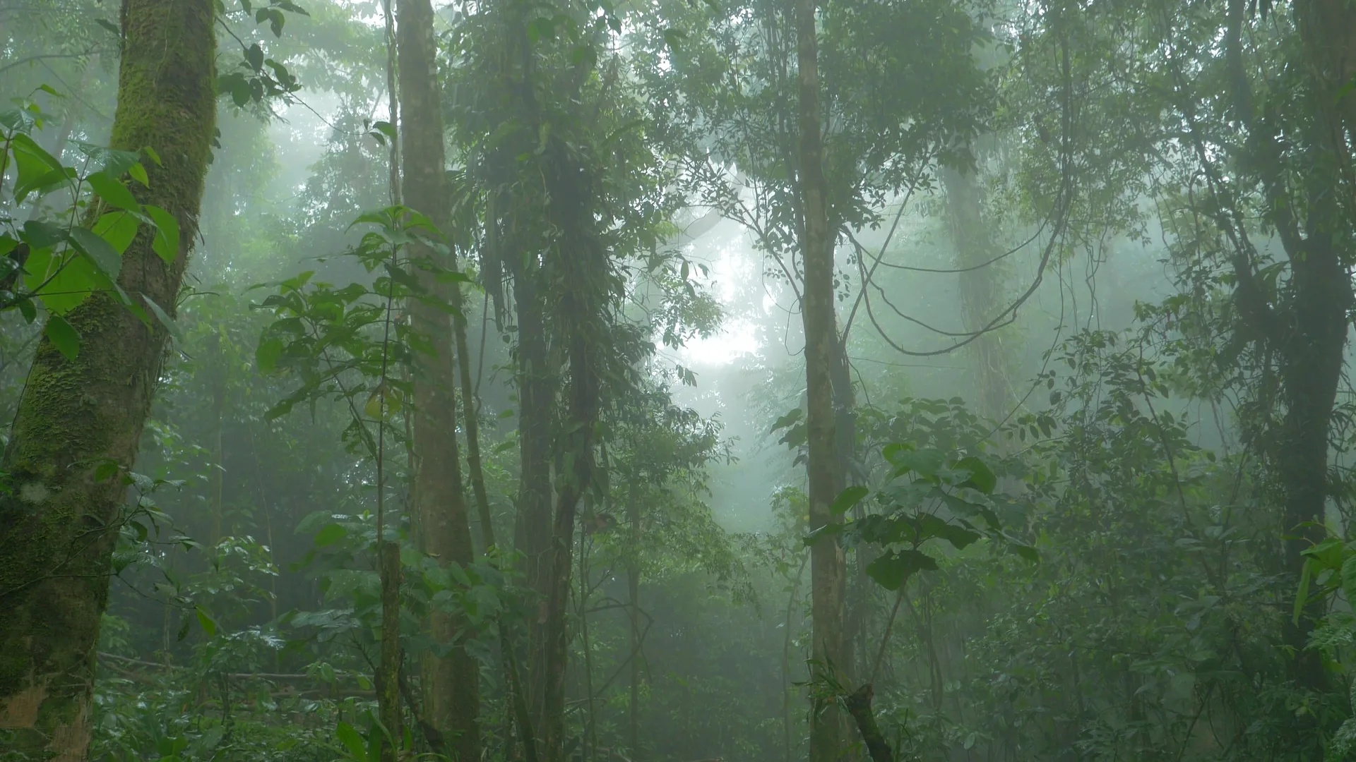 Monteverde